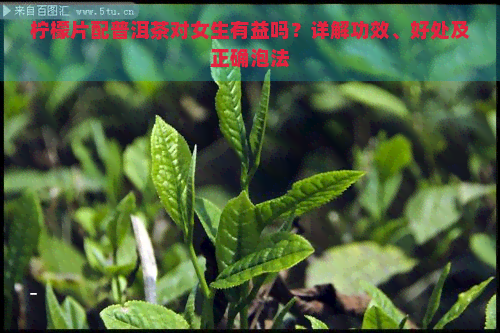 柠檬片配普洱茶对女生有益吗？详解功效、好处及正确泡法