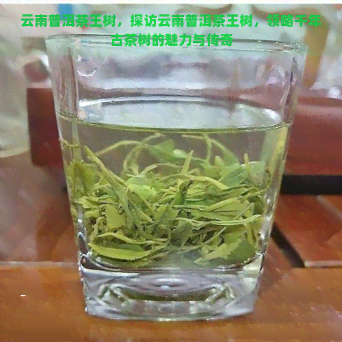 云南普洱茶王树，探访云南普洱茶王树，领略千年古茶树的魅力与传奇