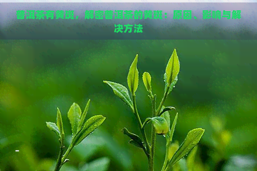 普洱茶有黄斑，解密普洱茶的黄斑：原因、影响与解决方法