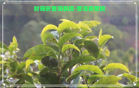 时间长普洱茶斑-普洱茶霉斑