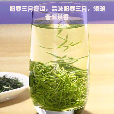 阳春三月普洱，品味阳春三月，领略普洱茶香