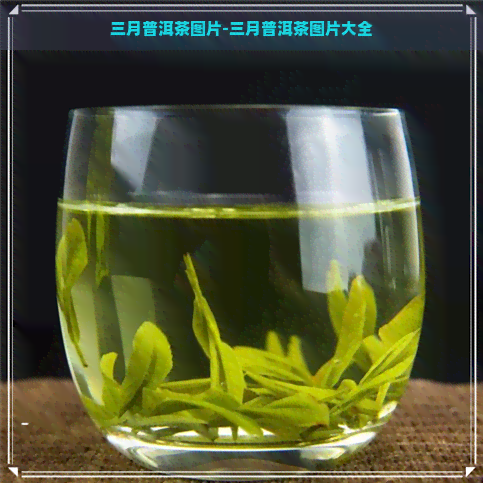 三月普洱茶图片-三月普洱茶图片大全