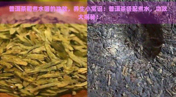 普洱茶和煮水喝的功效，养生小常识：普洱茶搭配煮水，功效大揭秘！