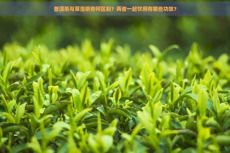 普洱茶与草泡茶有何区别？两者一起饮用有哪些功效？