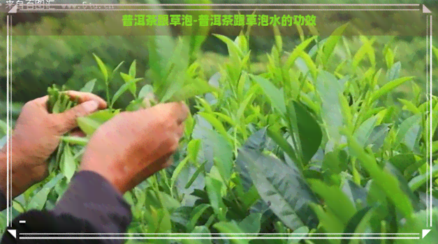 普洱茶跟草泡-普洱茶跟草泡水的功效