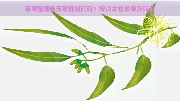 苹果醋喝普洱茶能减肥吗？探讨女性效果及好处