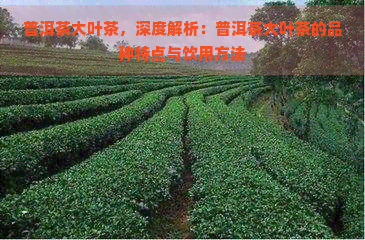 普洱茶大叶茶，深度解析：普洱茶大叶茶的品种特点与饮用方法