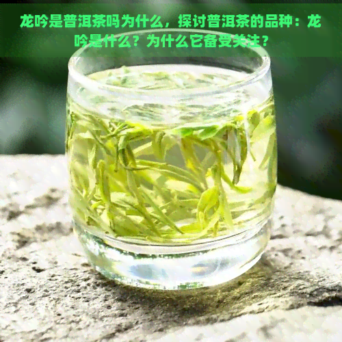 龙吟是普洱茶吗为什么，探讨普洱茶的品种：龙吟是什么？为什么它备受关注？