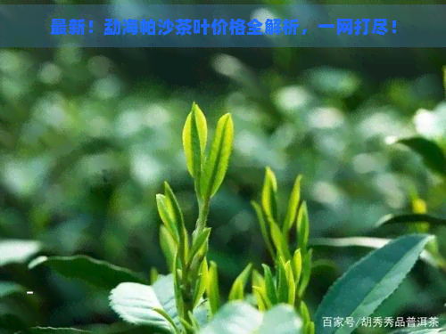 最新！勐海帕沙茶叶价格全解析，一网打尽！