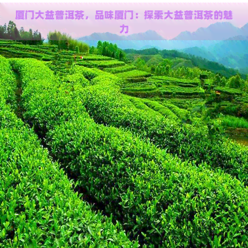 厦门大益普洱茶，品味厦门：探索大益普洱茶的魅力