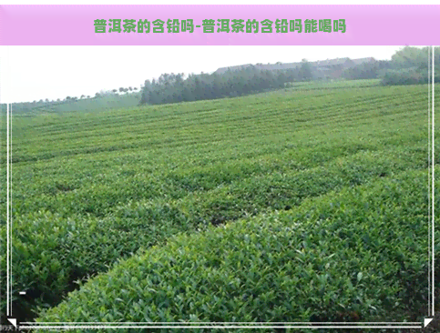 普洱茶的含铅吗-普洱茶的含铅吗能喝吗