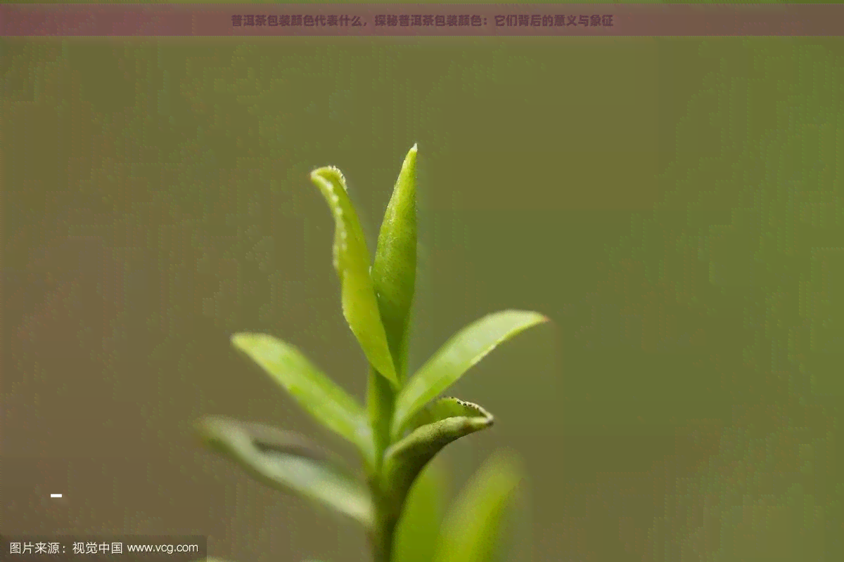 普洱茶包装颜色代表什么，探秘普洱茶包装颜色：它们背后的意义与象征