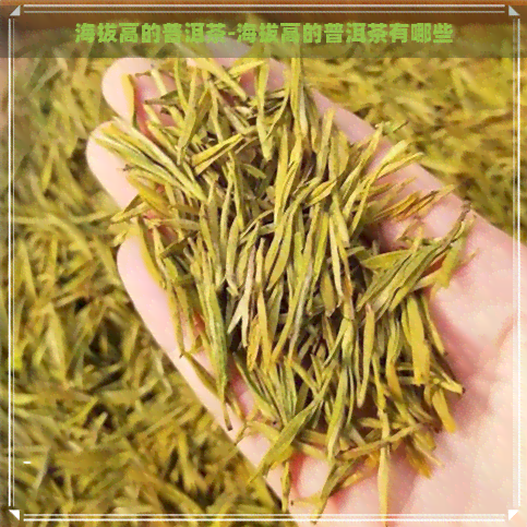 海拔高的普洱茶-海拔高的普洱茶有哪些