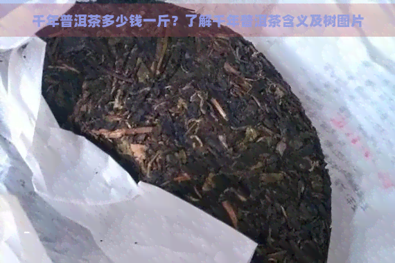 千年普洱茶多少钱一斤？了解千年普洱茶含义及树图片