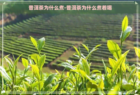 普洱茶为什么煮-普洱茶为什么煮着喝