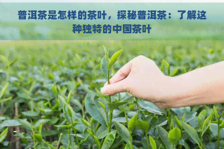 普洱茶是怎样的茶叶，探秘普洱茶：了解这种独特的中国茶叶