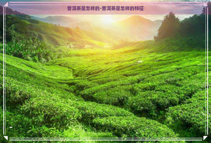 普洱茶是怎样的-普洱茶是怎样的特征