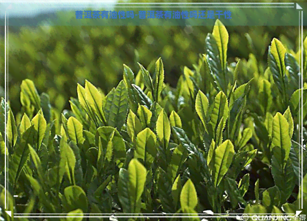 普洱茶有油性吗-普洱茶有油性吗还是干性