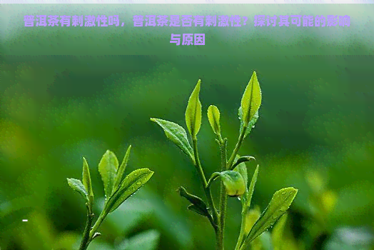 普洱茶有刺激性吗，普洱茶是否有刺激性？探讨其可能的影响与原因