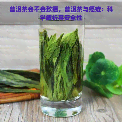 普洱茶会不会致癌，普洱茶与癌症：科学解析其安全性