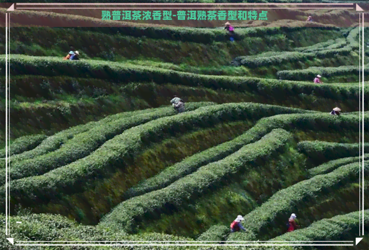 熟普洱茶浓香型-普洱熟茶香型和特点