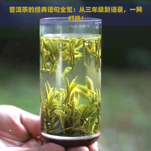 普洱茶的经典语句全览：从三年级到语录，一网打尽！