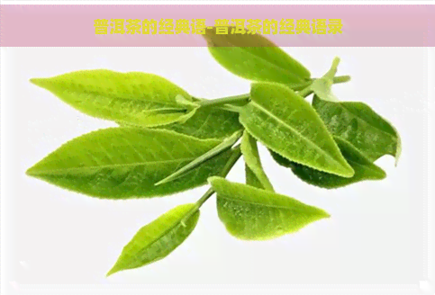 普洱茶的经典语-普洱茶的经典语录