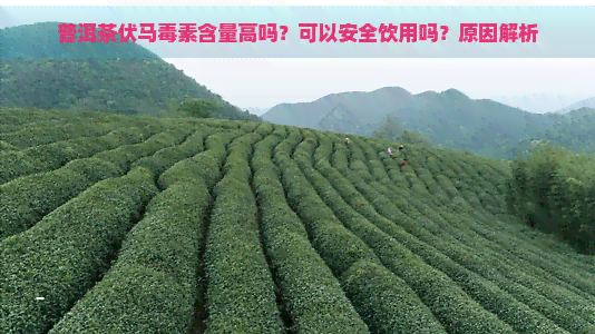 普洱茶伏马素含量高吗？可以安全饮用吗？原因解析