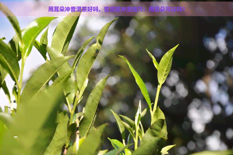 用耳朵冲普洱茶好吗，普洱茶冲泡技巧：用耳朵可以吗？