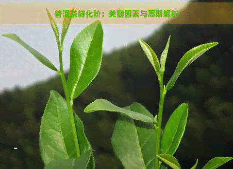 普洱茶转化阶：关键因素与周期解析