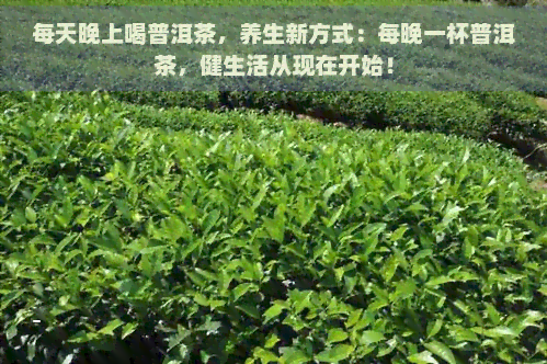 每天晚上喝普洱茶，养生新方式：每晚一杯普洱茶，健生活从现在开始！