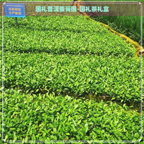 国礼普洱茶膏图-国礼茶礼盒