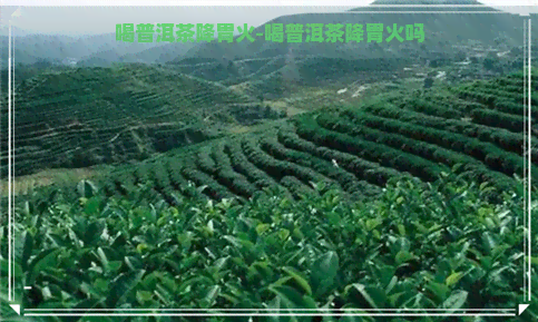 喝普洱茶降胃火-喝普洱茶降胃火吗