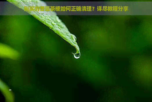 刚买的普洱茶梗如何正确清理？详尽教程分享