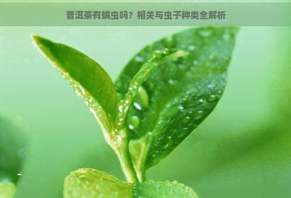 普洱茶有螨虫吗？相关与虫子种类全解析