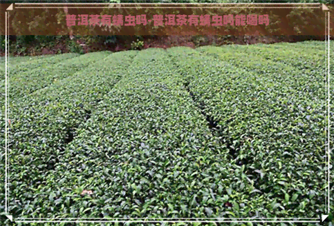 普洱茶有螨虫吗-普洱茶有螨虫吗能喝吗