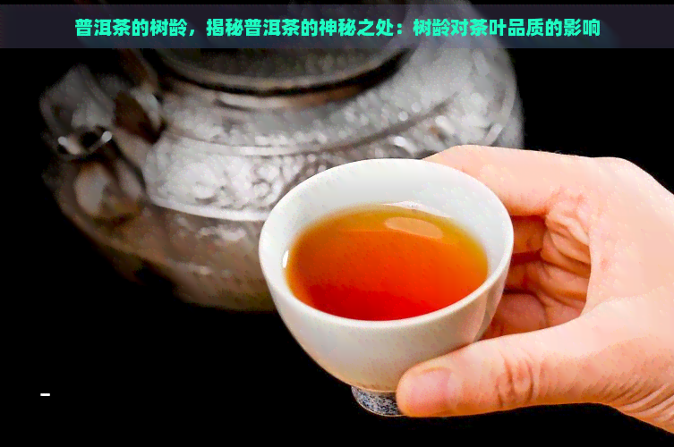 普洱茶的树龄，揭秘普洱茶的神秘之处：树龄对茶叶品质的影响