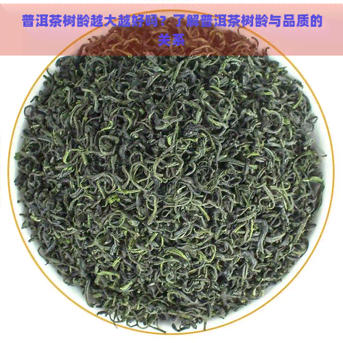 普洱茶树龄越大越好吗？了解普洱茶树龄与品质的关系