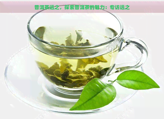 普洱茶远之，探索普洱茶的魅力：专访远之