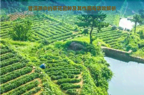 普洱茶中的茶花品种及其作用与功效解析