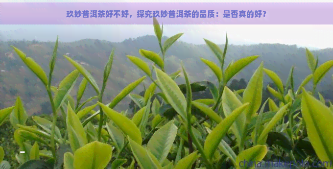 玖妙普洱茶好不好，探究玖妙普洱茶的品质：是否真的好？