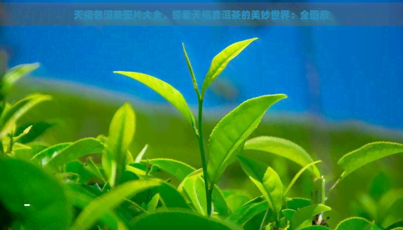 天福普洱茶图片大全，探索天福普洱茶的美妙世界：全图欣