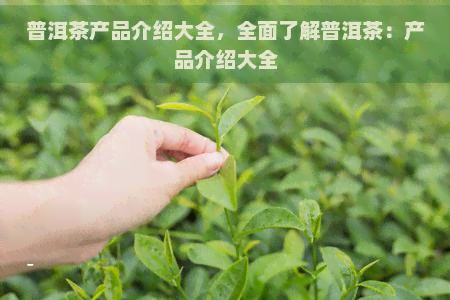 普洱茶产品介绍大全，全面了解普洱茶：产品介绍大全