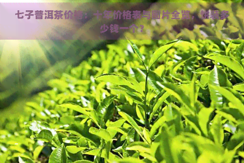 七子普洱茶价格：十年价格表与图片全览，饼装多少钱一个？