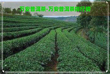 万安普洱茶-万安普洱茶排行榜