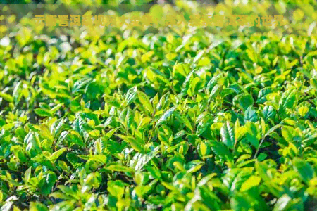 云南普洱茶视频大全集：深入探索普洱茶的世界