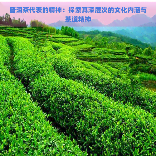 普洱茶代表的精神：探索其深层次的文化内涵与茶道精神