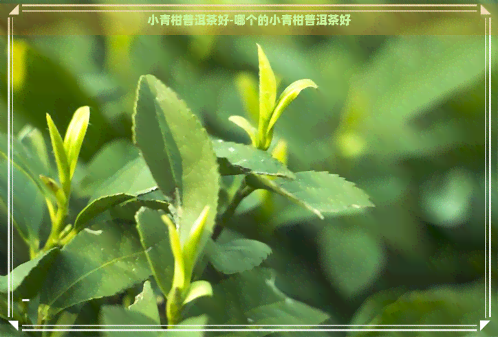 小青柑普洱茶好-哪个的小青柑普洱茶好