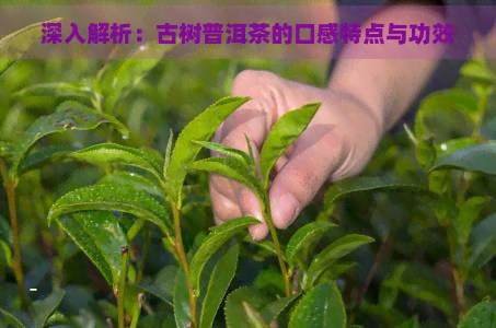 深入解析：古树普洱茶的口感特点与功效