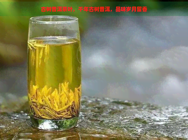 古树普洱茶叶，千年古树普洱，品味岁月留香